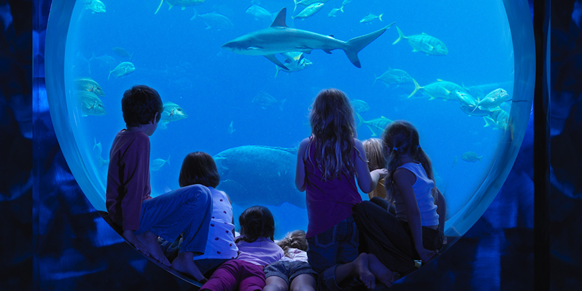 Non-Stop Fun For The Little Ones